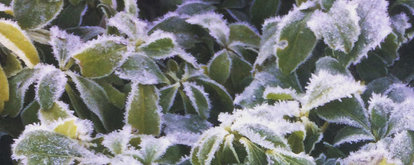 bouwhof ] vorst tuin